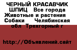 ЧЕРНЫЙ КРАСАВЧИК ШПИЦ - Все города Животные и растения » Собаки   . Челябинская обл.,Трехгорный г.